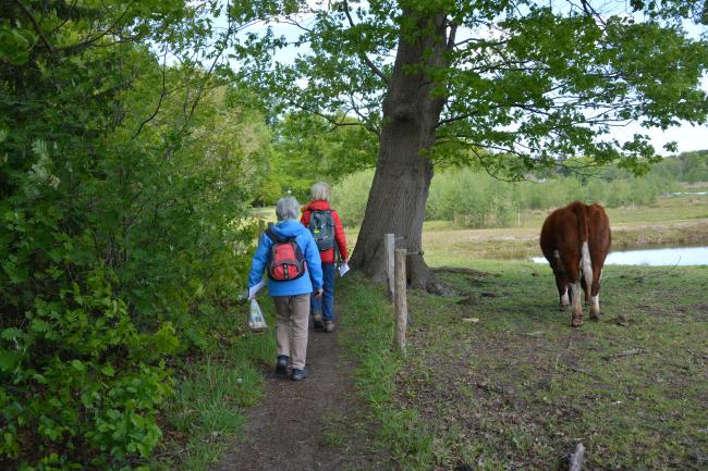 Nijreesbos De Doorbraak