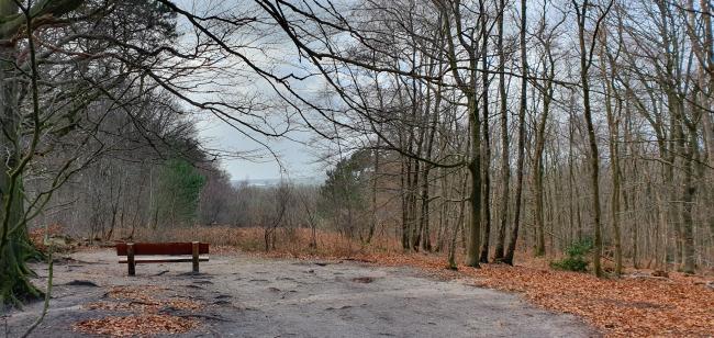 Kort en Prachtig Amerongse Bos