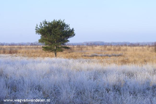 Weg van Fochteloërveen