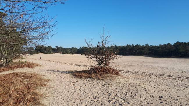 Kort en Prachtig Korte Duinen
