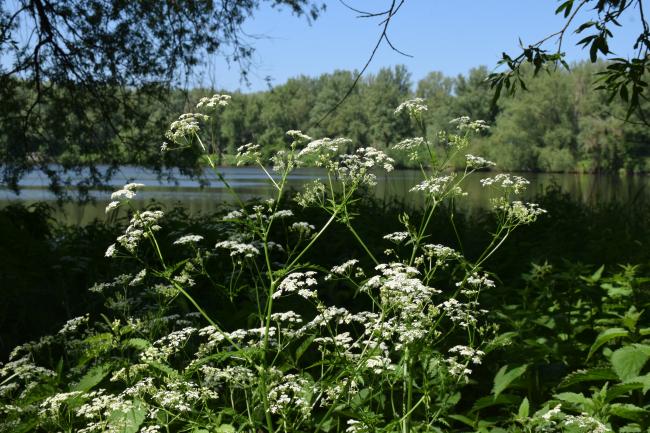 Voetstapper Lepelaarplassen