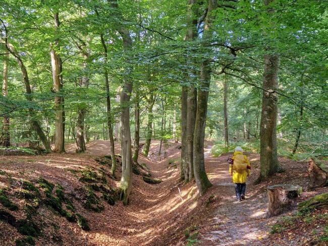 Beekloopje Wolfheze-Heelsum