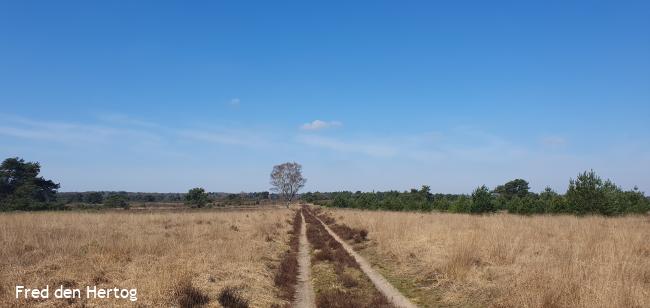 Houtdorperveld