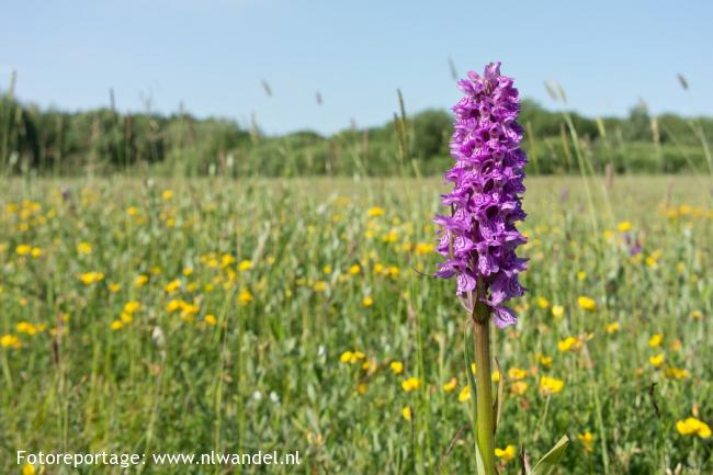 Groene Wissel Lauwersoog