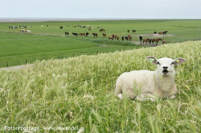 Groene Wissel Sint Jacobiparochie