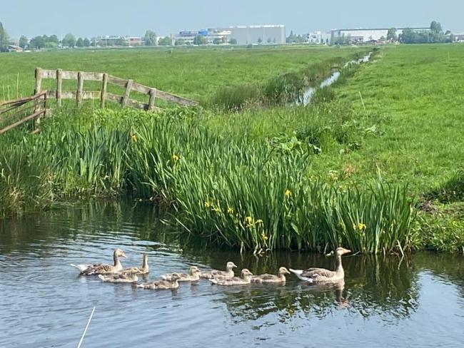 Riet en de Grote karekiet