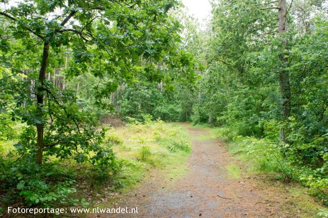 Groene Wissel Terschelling: Midsland