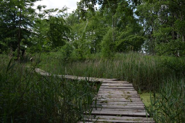 Voetstapper Harderbos