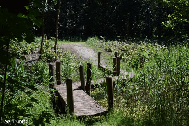 Voetstapper Harderbos