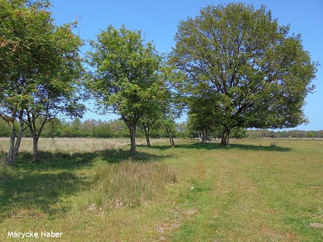 Boerenveensche Plassenpad