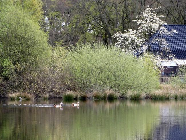 Voorjaar bij de rietfilterplassen