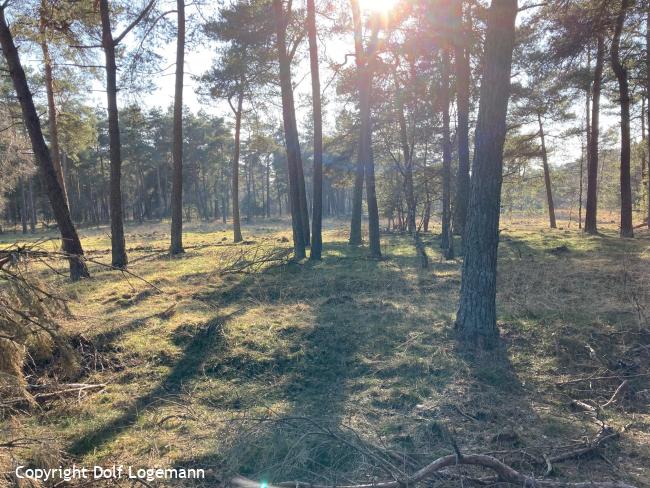 Bos Het Grote Veld