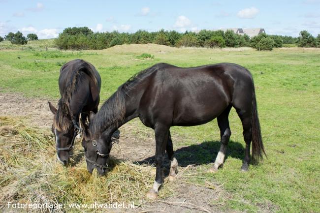 Groene Wissel Ameland: Nes