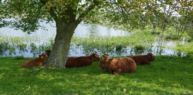 Maasland en de Broekpolder (vanaf busstation Maasland)