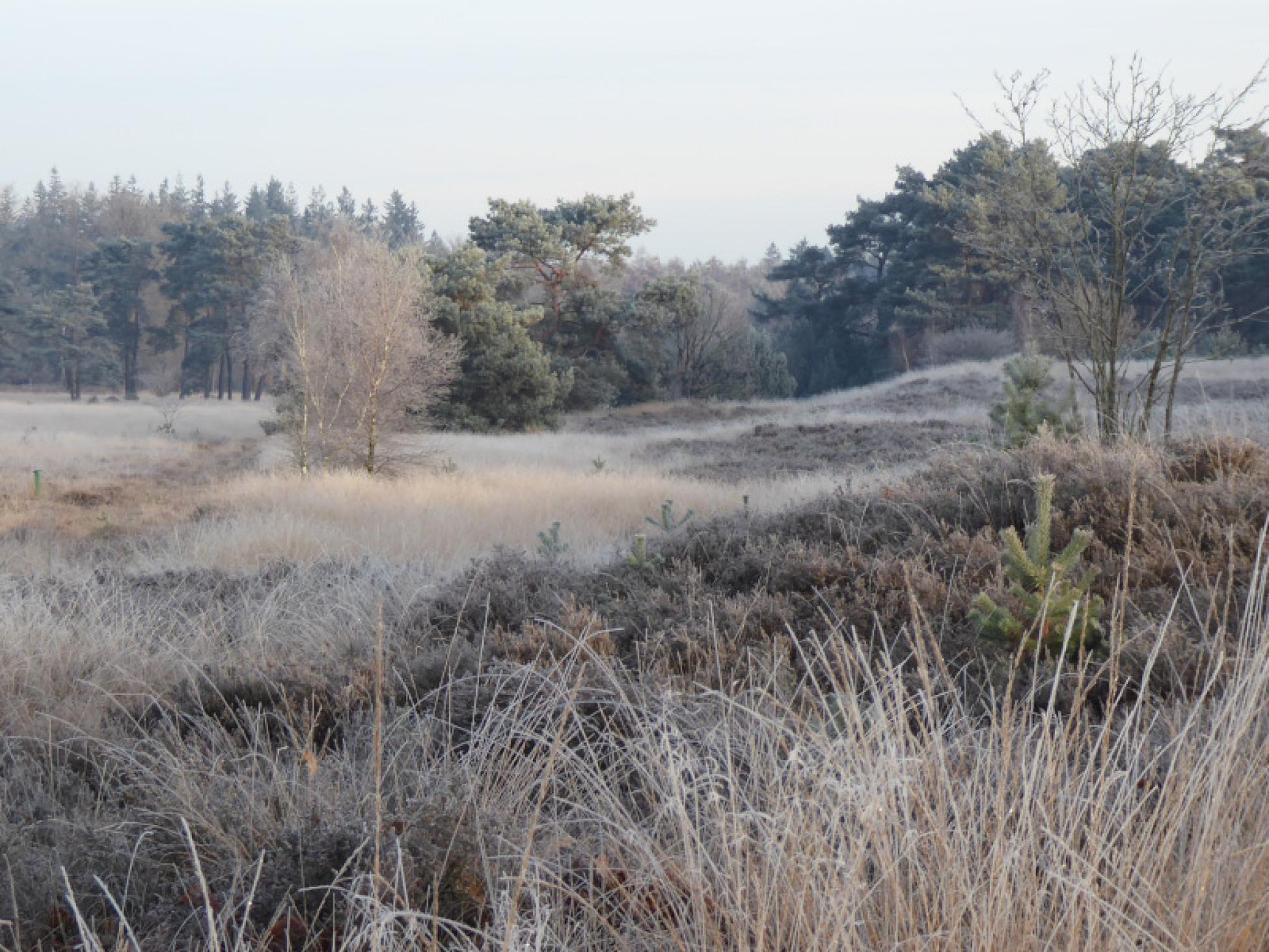Den Treek