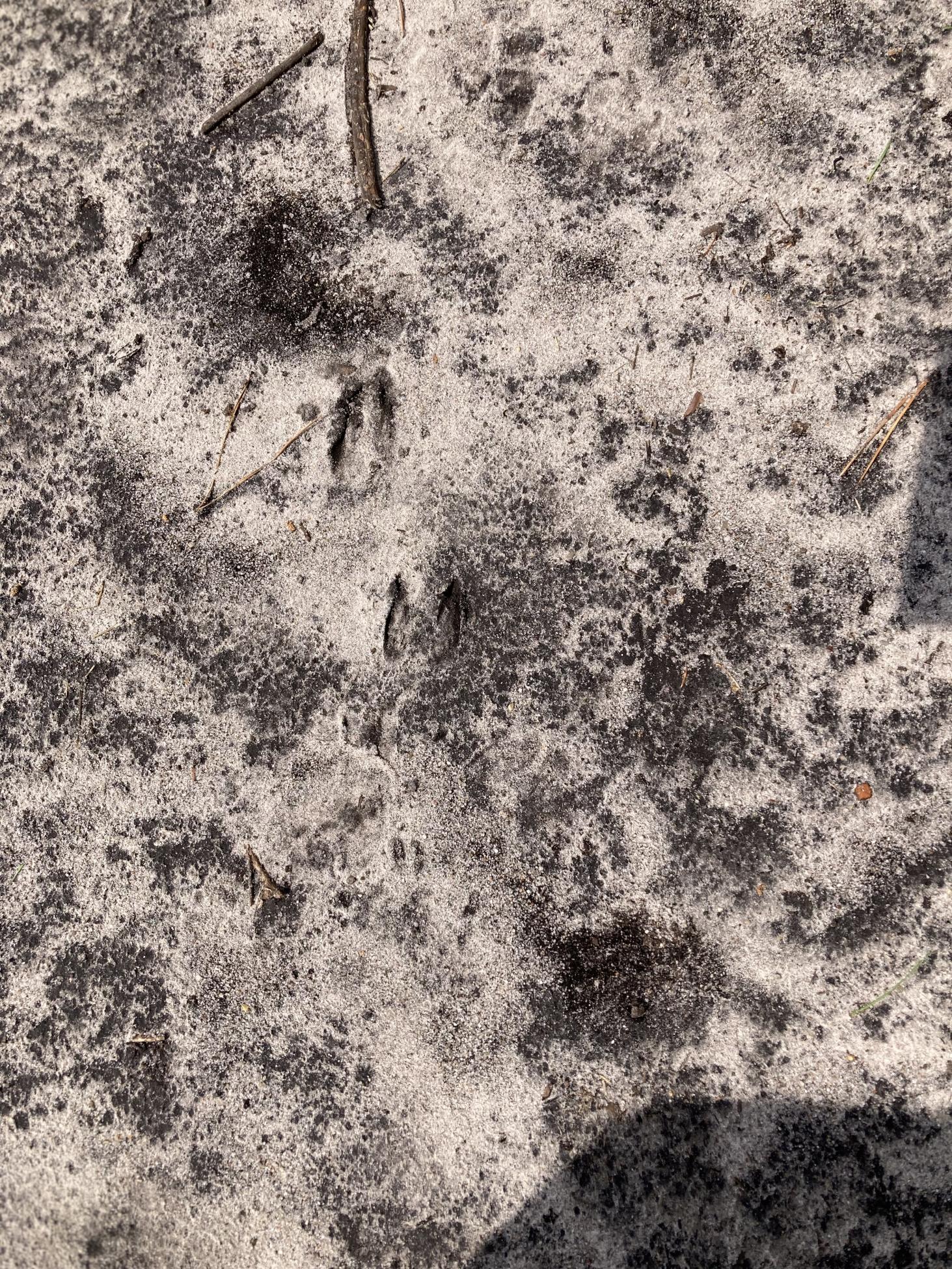 Sporen van een ree op het zandpad