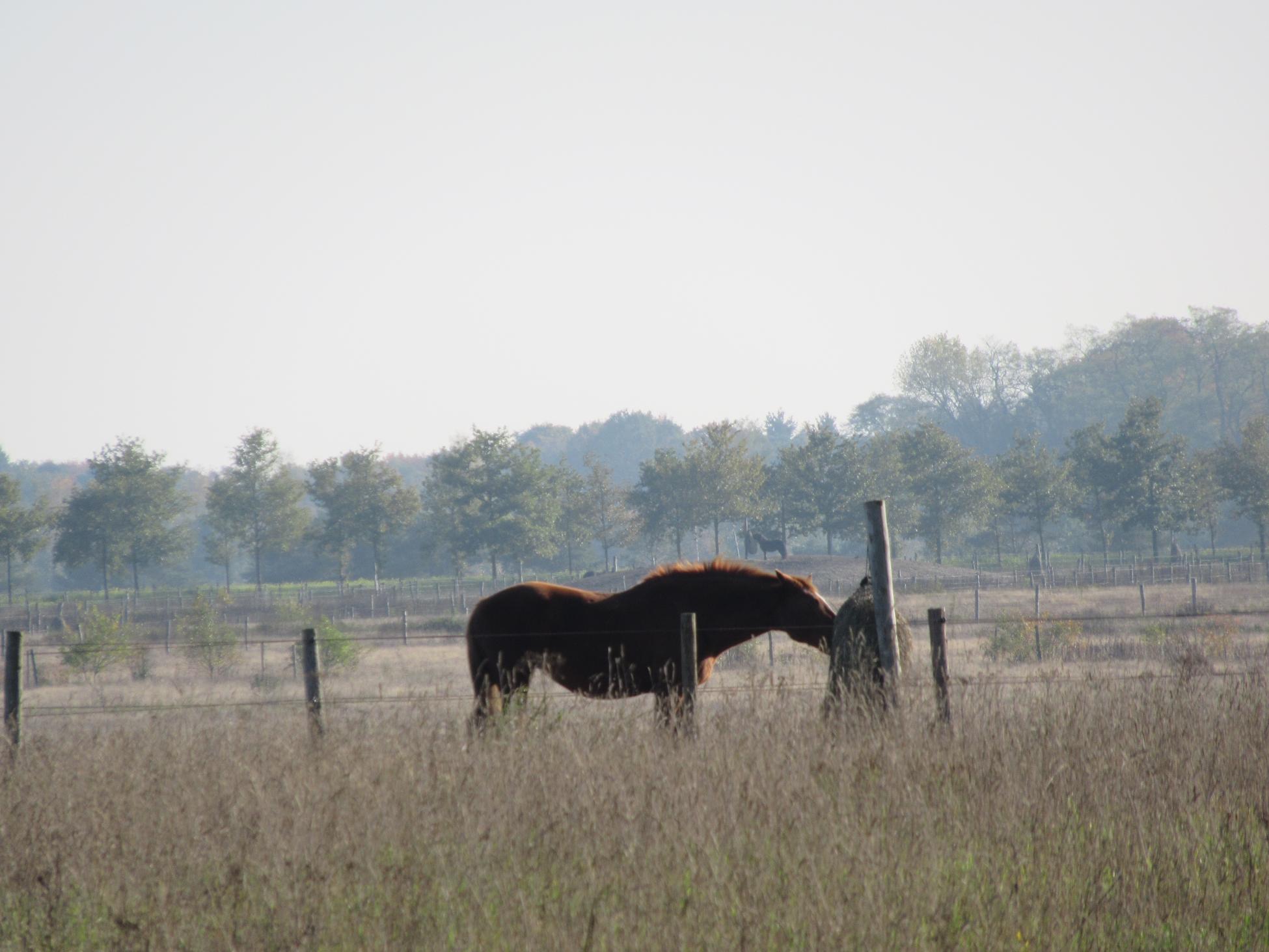 Paard bij Renkumse Heide 