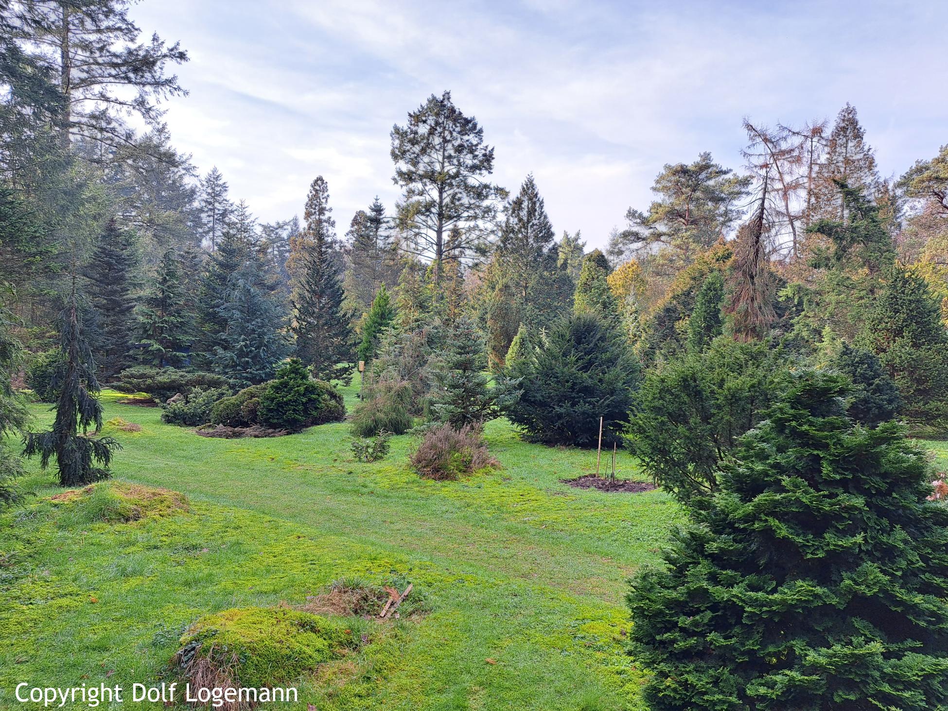 Pinetum De Belten