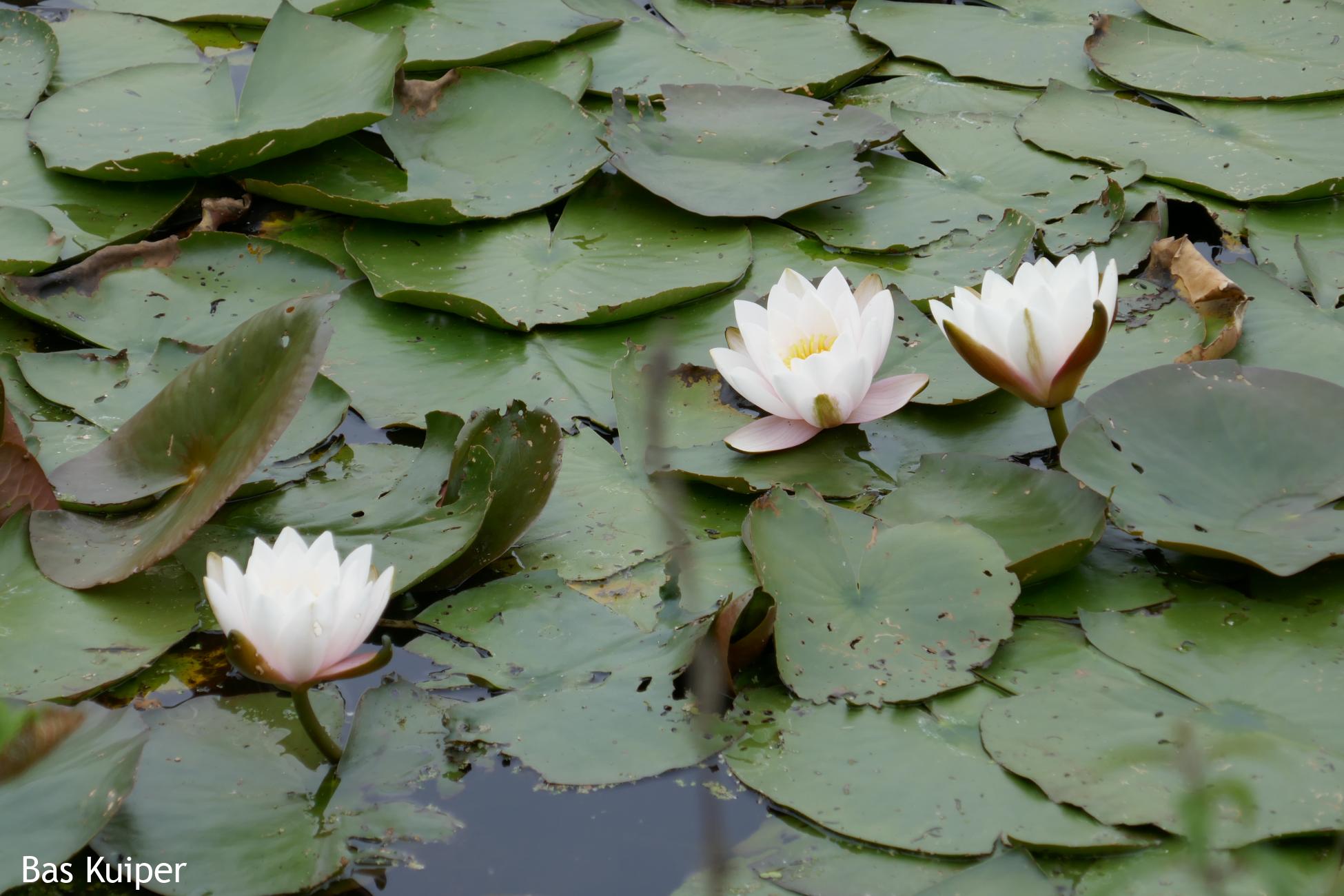 De groene stad