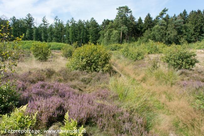 Kaapse Bossen, heideveldje Kaapse Bossen, heideveldje