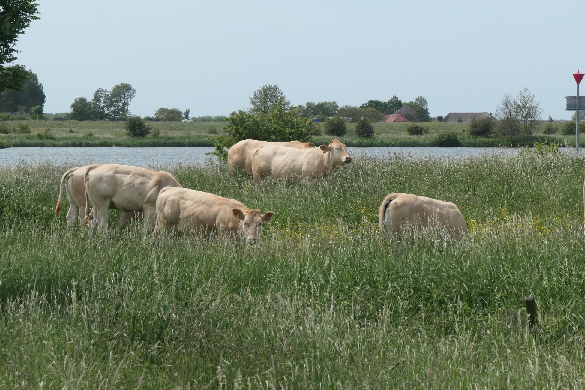 Rondwandeling vanuit Schalkwijk