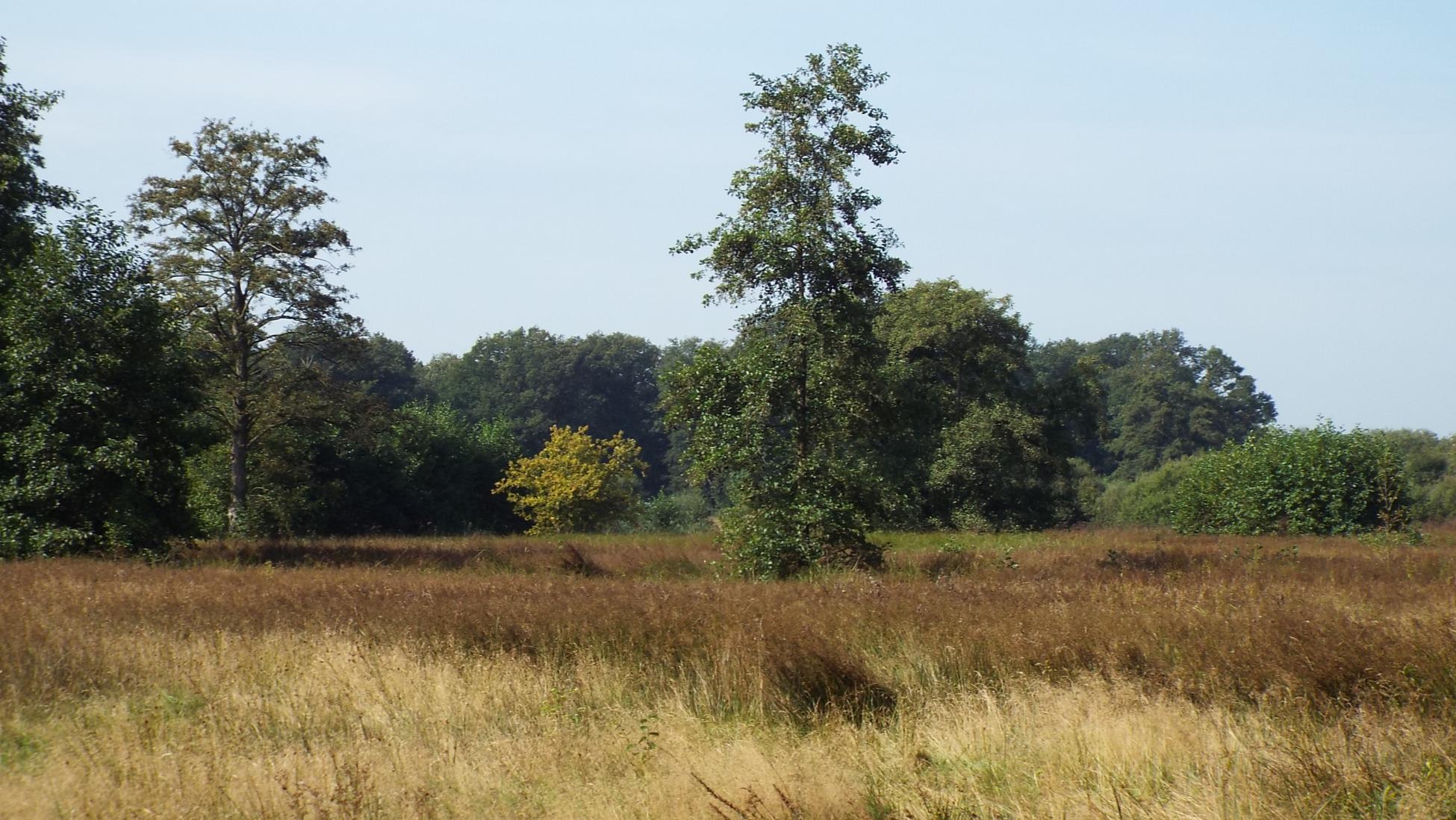 Natte graslanden in omgeving van het beekje de Venloop