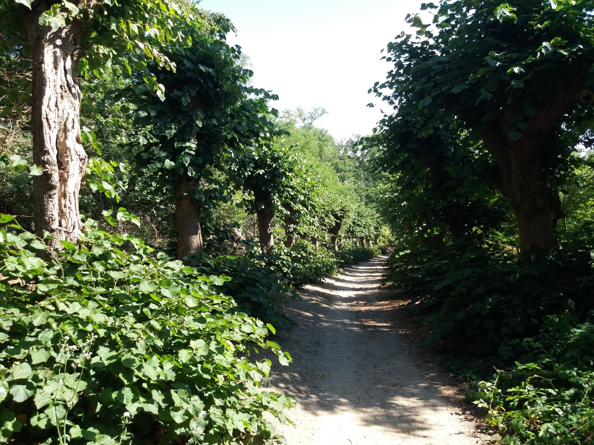 Kopse Hof