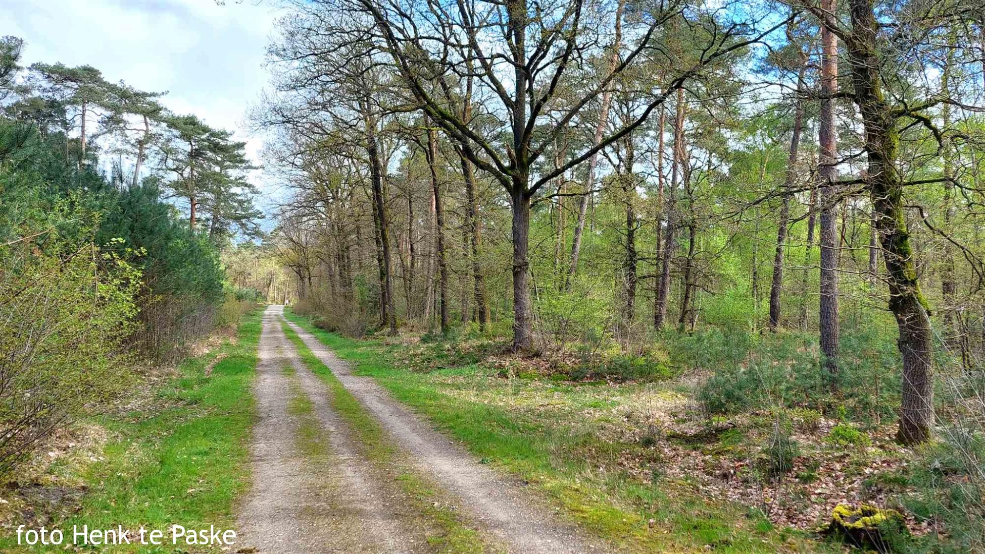 Langs Utrechtse spoor en dansende bomen