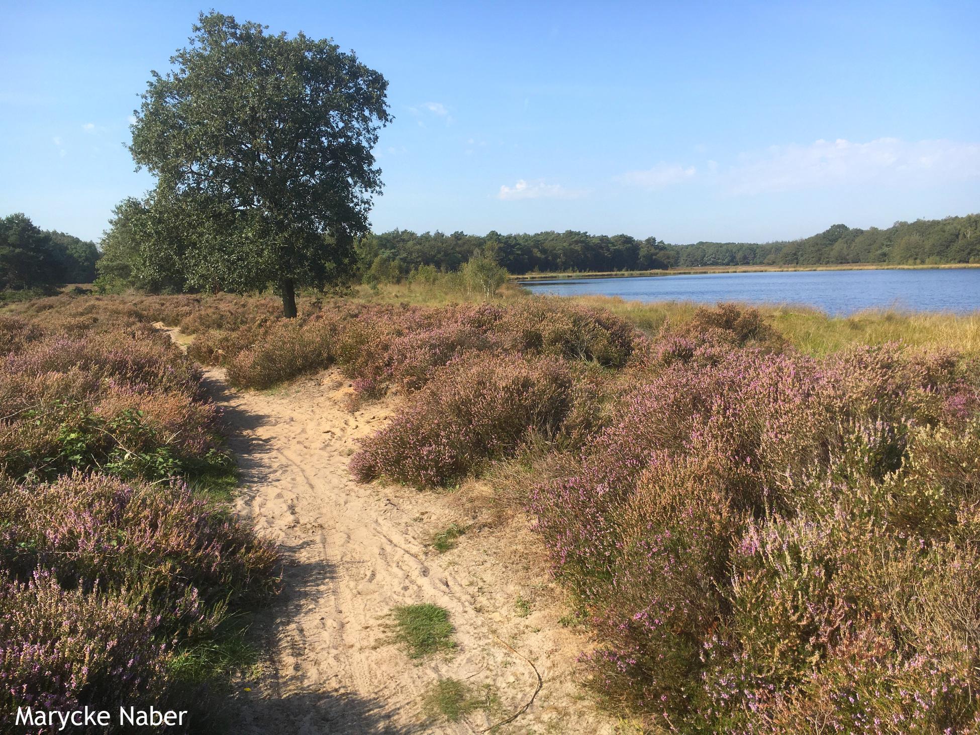 Langs de Makkumerplas
