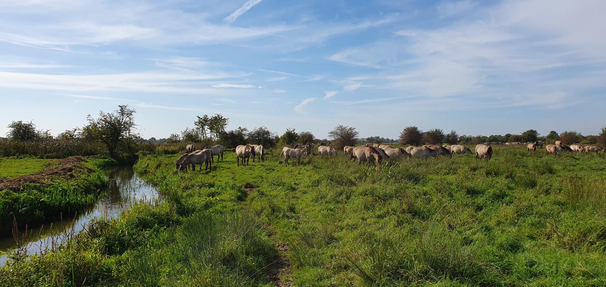 Kort en Prachtig Amerongse Bovenpolder Oost