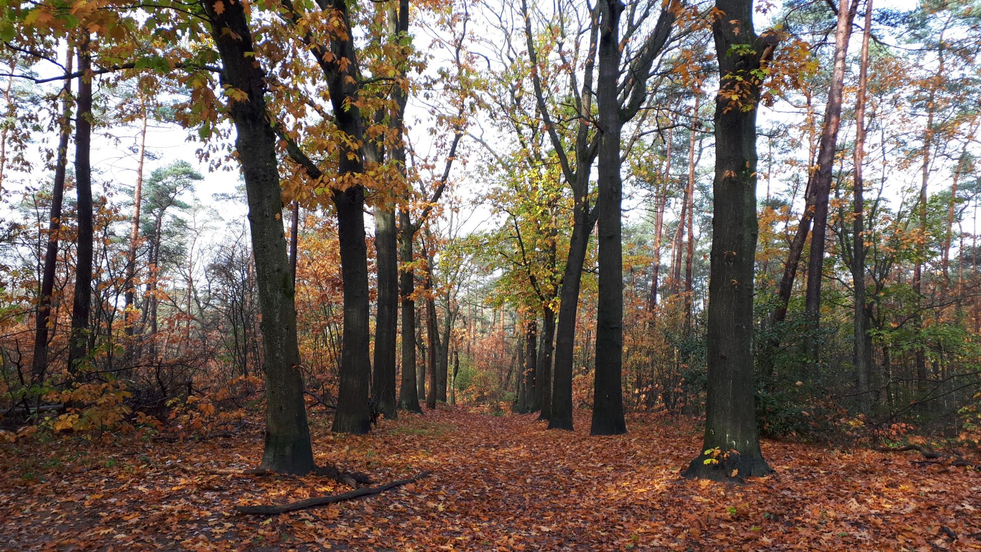 Kort en Prachtig Buitenzorg