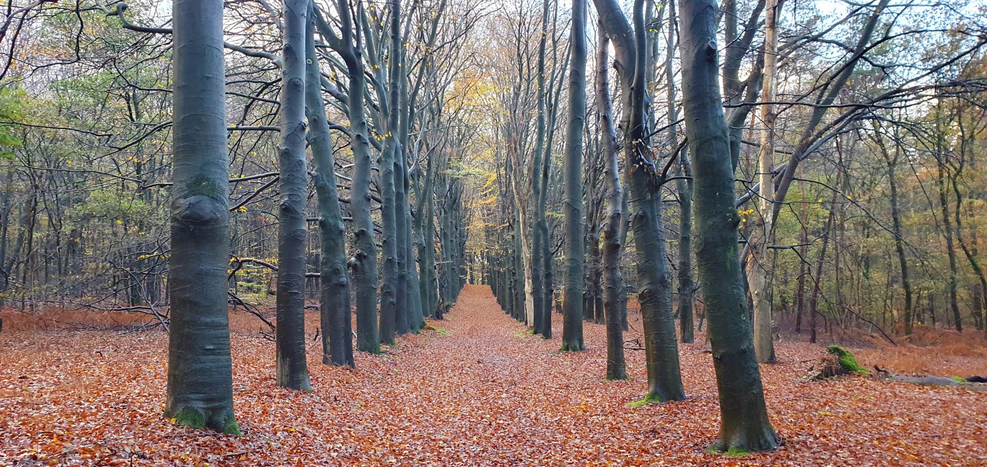 Kort en Prachtig Princeveld 