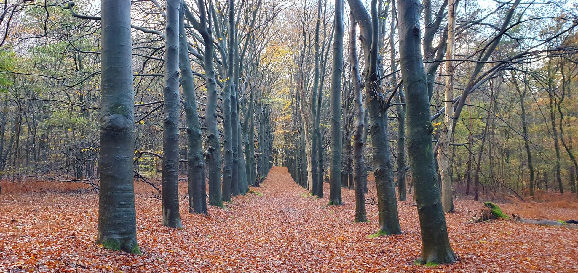 Kort en Prachtig Princeveld 