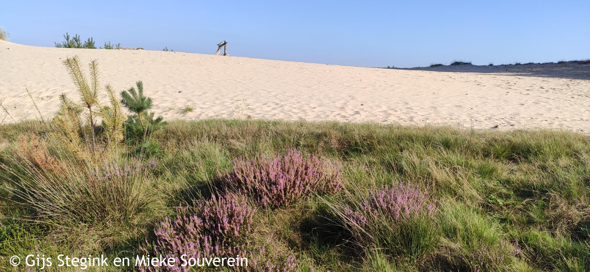 Knopenrondje Kale Duinen