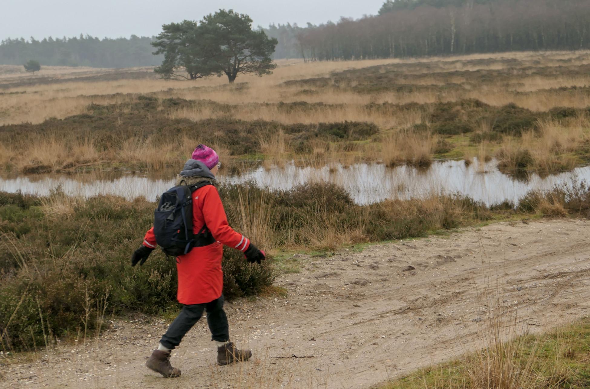 Veluws Rondje Rozendaalse Bos