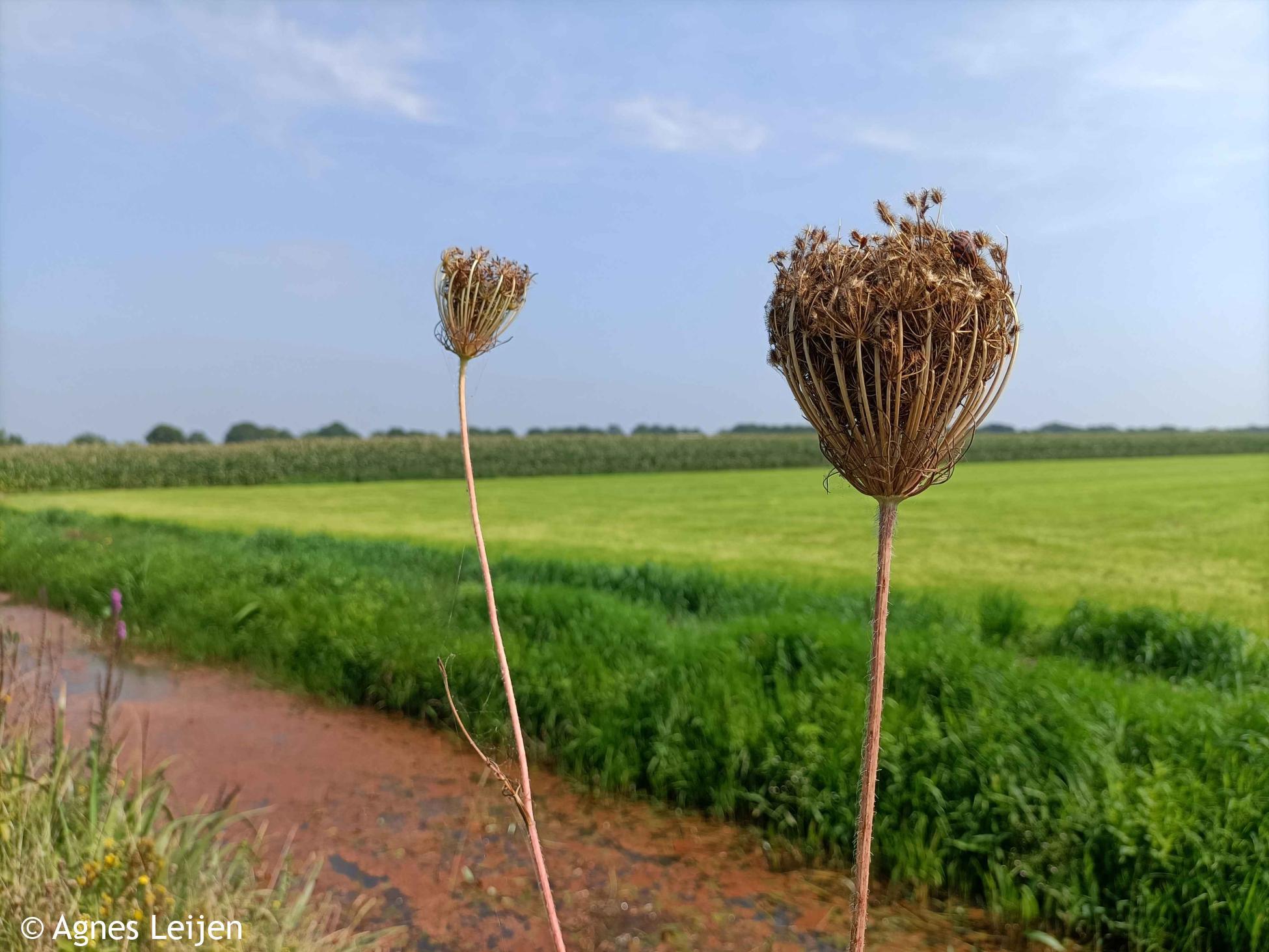 Wandelen langs de Peelrandbreuk (etappe 8/9)