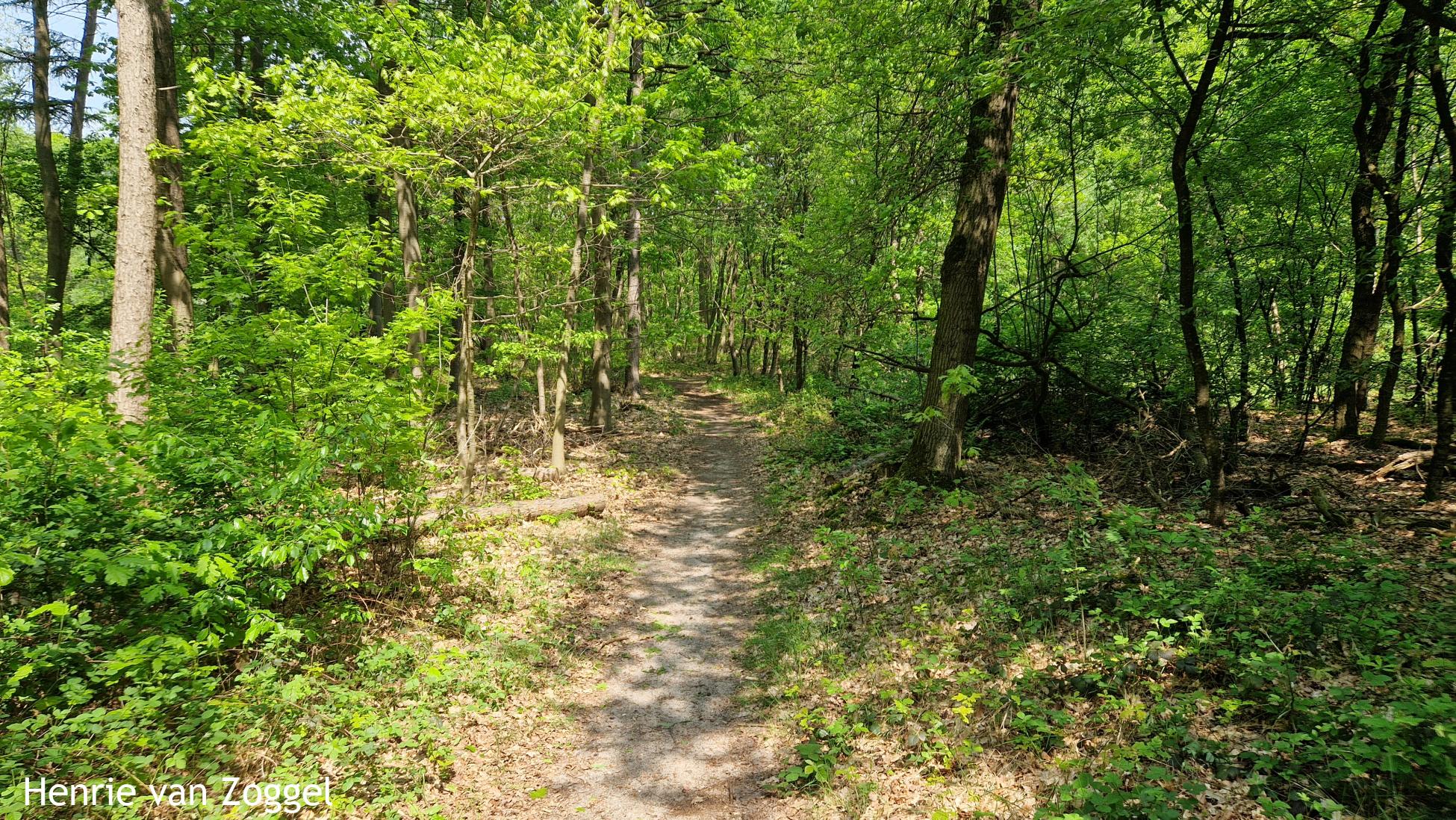 Boswachterij Dorst