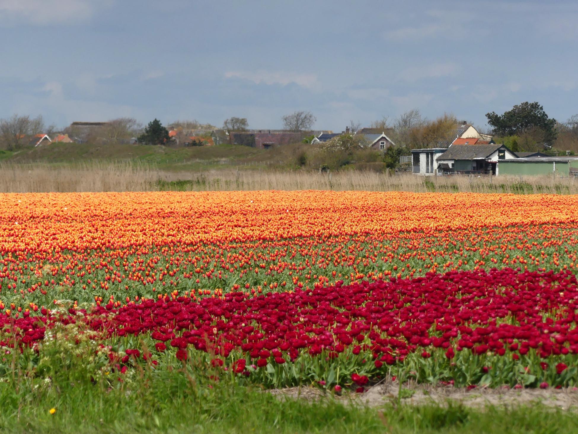 Trage Tocht Callantsoog