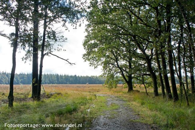 Boswachterij Grolloo, Halkenveen