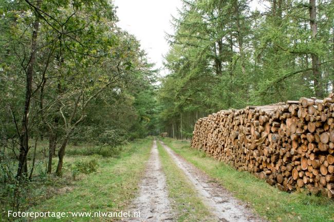 Boswachterij Schoonloo