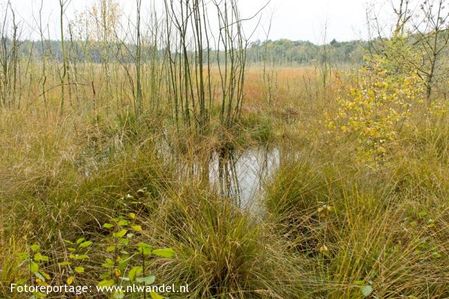 Groene Wissel Norg