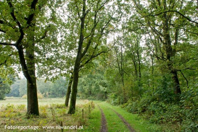 Westerveen, bos
