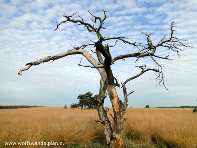 Trage Tocht Rozendaalse Veld