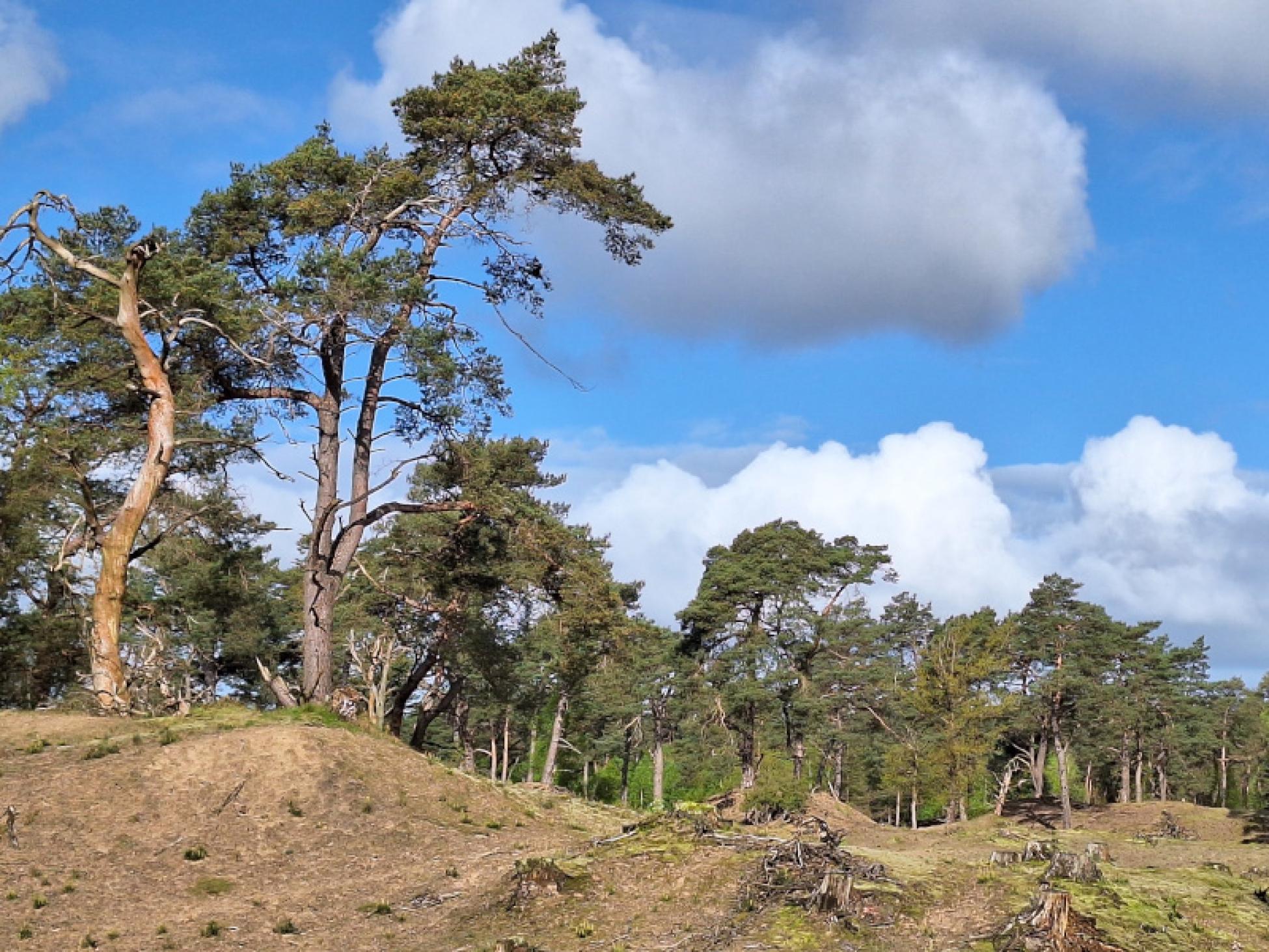 Stuifduinen in Landgoed Bornia