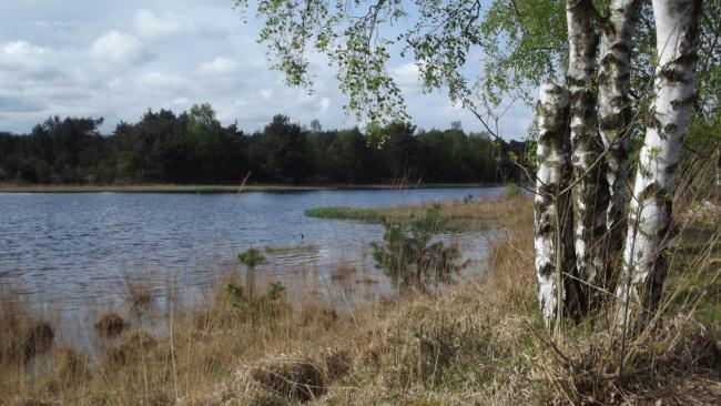 Natuurgebied Heezerven