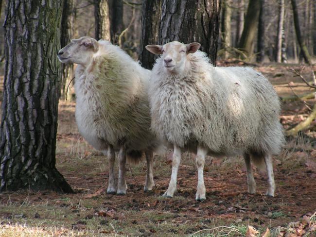 Kempisch heideschaap.