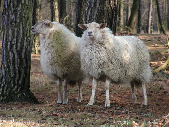 De hondshoek-wandeling